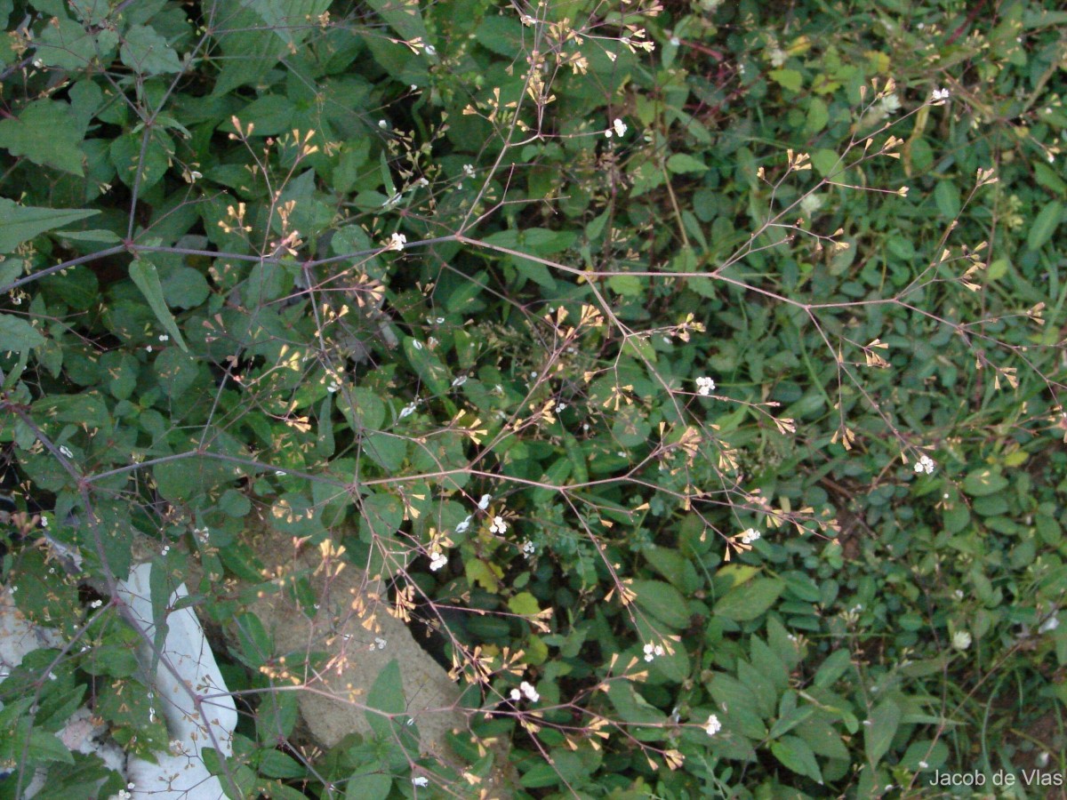 Boerhavia erecta L.